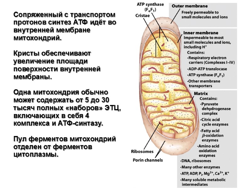 Сопряженный с транспортом протонов синтез АТФ идёт во внутренней мембране митохондрий.   Кристы